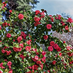 Cameillia Sasanqua Red